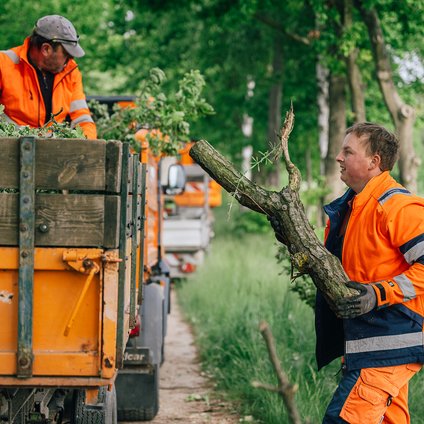 Arbeiter mit orangener Arbeitskleidung verladen große Äste von Bäumen auf die Ladefläche eines orangenen Fahrzeugs 